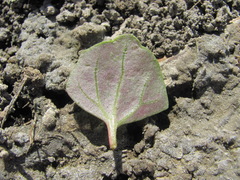 Oxybasis chenopodioides