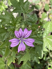 Malva sylvestris