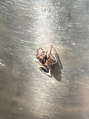 Eris militaris