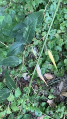 Vincetoxicum hirundinaria