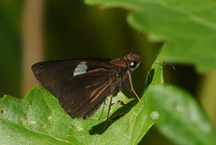 Notocrypta paralysos