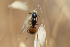 Camponotus sansabeanus