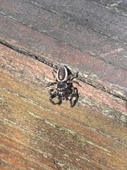 Eris militaris
