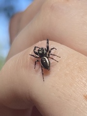 Eris militaris