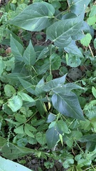 Vincetoxicum hirundinaria