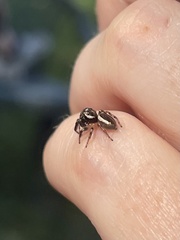 Eris militaris