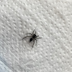 Textrix denticulata