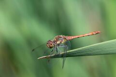 Sympetrum striolatum