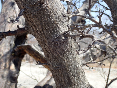 Albizia anthelmintica image