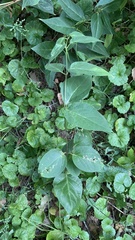 Vincetoxicum hirundinaria