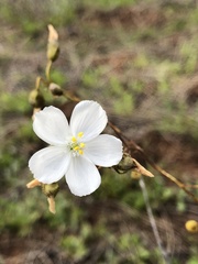 Drosera macrantha