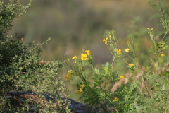 Chelidonium asiaticum