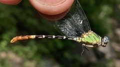 Erpetogomphus bothrops