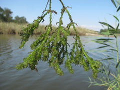 Najas marina