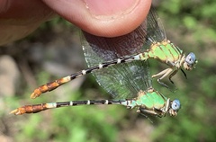 Erpetogomphus bothrops