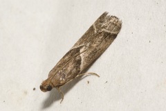 Nyctegretis lineana