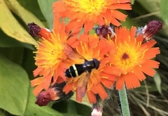 Dasysyrphus tricinctus