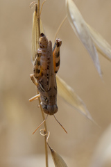 Melanoplus devastator