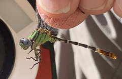 Erpetogomphus bothrops