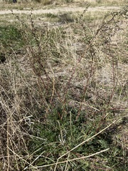 Artemisia campestris