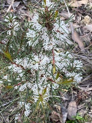Hakea rostrata