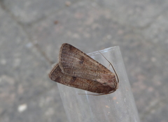 Agrotis trux