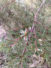 Hakea rostrata