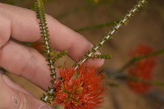 Melaleuca aestiva