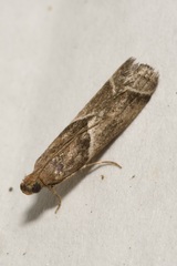 Nyctegretis lineana