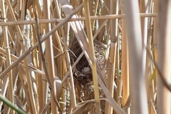 Acrocephalus australis