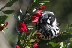 Phylidonyris novaehollandiae