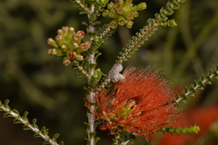 Melaleuca aestiva