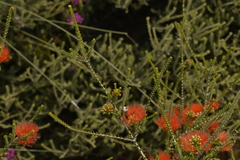 Melaleuca aestiva