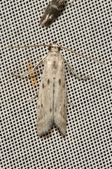 Homoeosoma nebulella