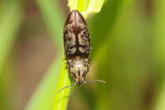 Prosternon tessellatum