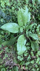 Cynoglossum officinale