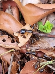 Macrotermes carbonarius