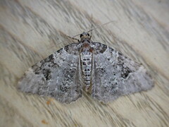 Xanthorhoe fluctuata