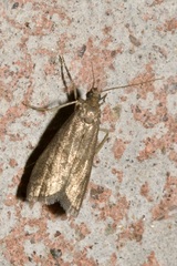 Eccopisa effractella