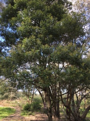 Acacia mearnsii