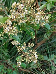 Lagerstroemia subcostata