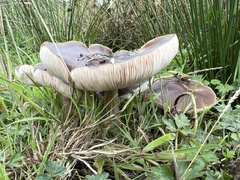 Entoloma sericeum