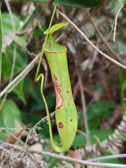 Nepenthes gracilis