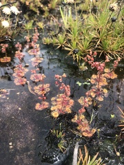 Drosera glanduligera