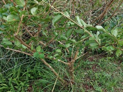 Lagerstroemia subcostata