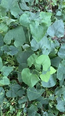 Aristolochia clematitis