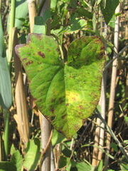 Puccinia convolvuli
