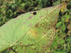 Puccinia convolvuli