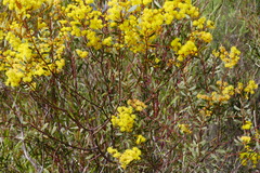 Acacia buxifolia