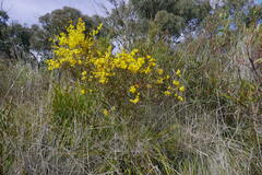 Acacia buxifolia